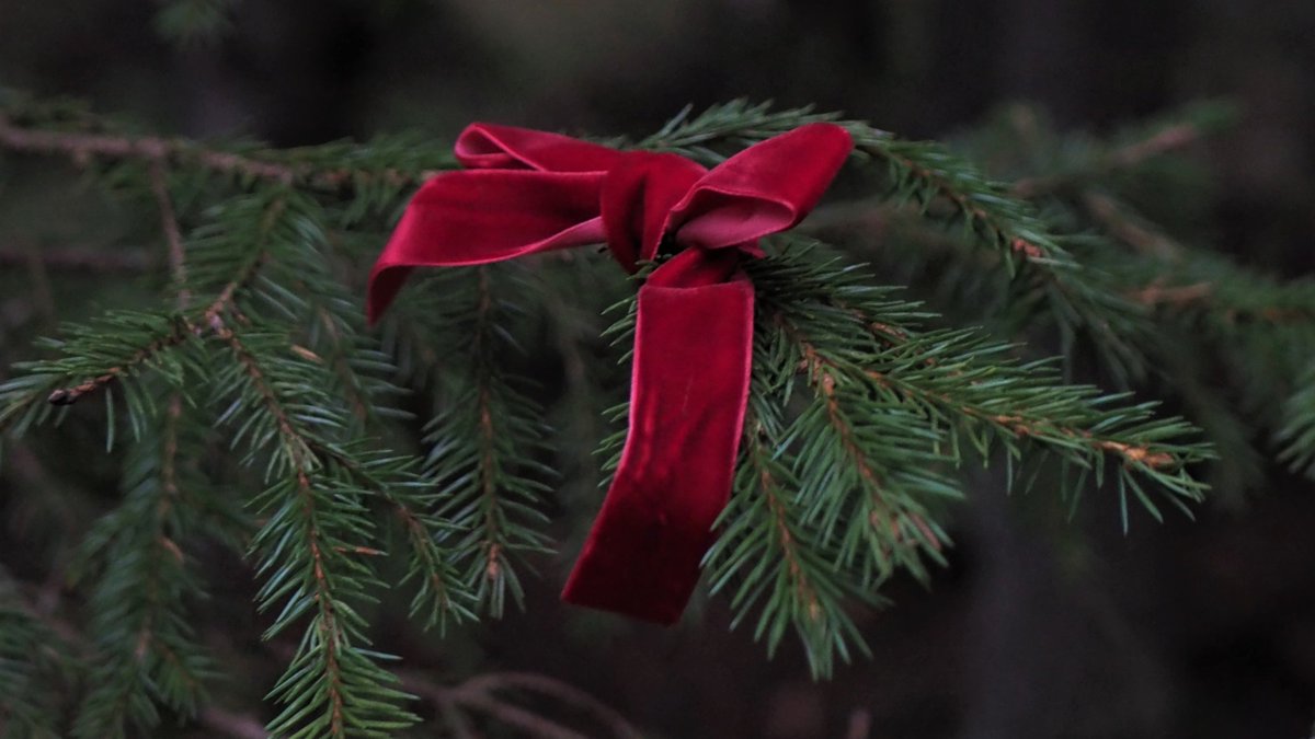 Metsahallitus's tweet photo. Joulupuun saa tänäkin vuonna hakea vitosella valtion monikäyttömetsästä. Luvan saa kätevästi @Eraluvat-kaupasta.🌲Lue lisää: https://t.co/BuN7KH7CS8
#joulupuu2020 #joulukuusilupa #monikäyttömetsä https://t.co/4DrFdp01ZG