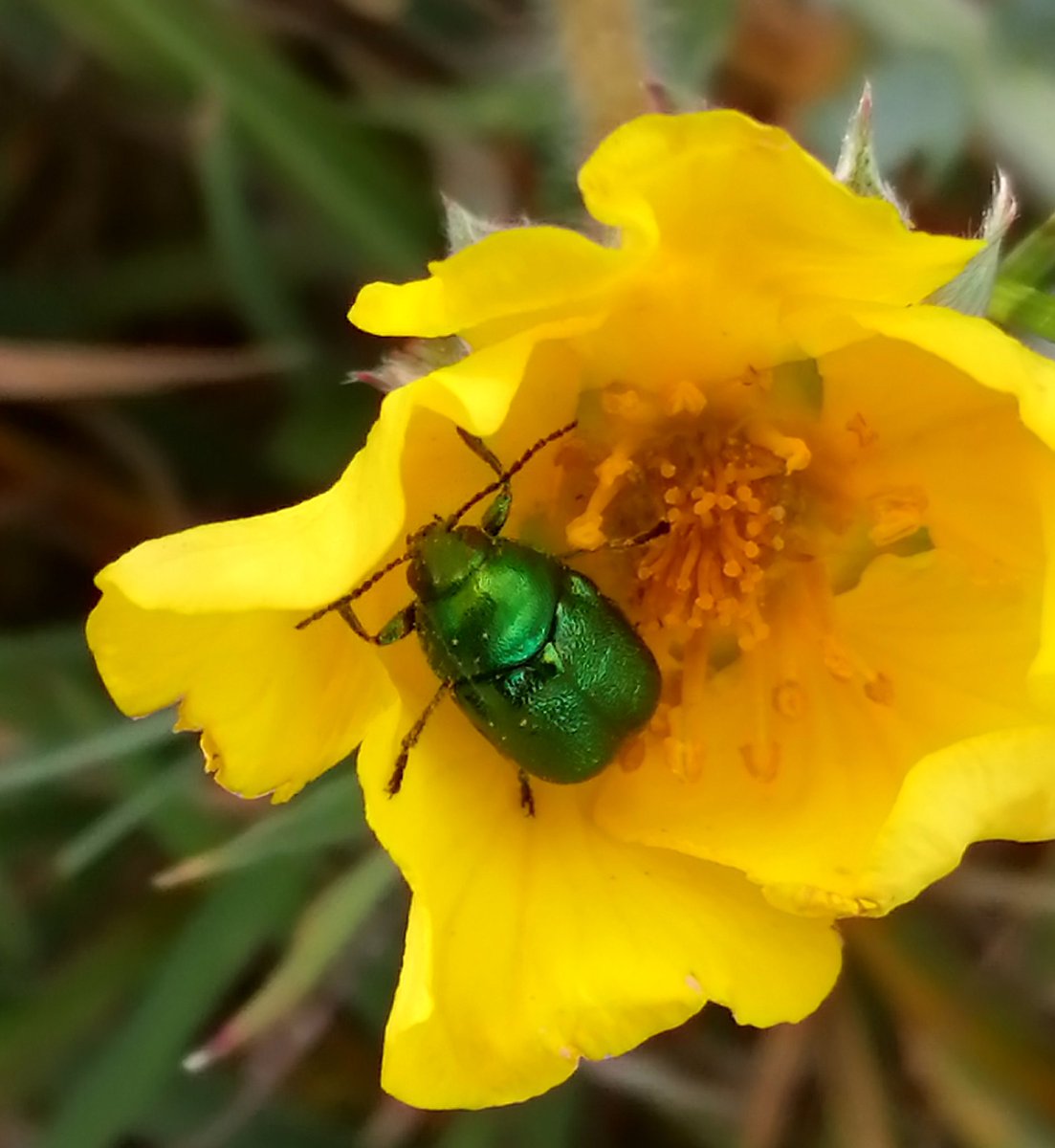 IanJeffrey17's tweet photo. Some inverts from this summer in the Welsh Wye Valley, Monmouthshire: Cryptocephalus aureolus, Chorthippus albomarginatus, Roeseliana roeselli,  and Anoplotrupes stercorosus. I'm no entomologist so tentative IDs. @GwentWildlife @BuglifeCymru @Buzz_dont_tweet https://t.co/oHtDkf2xPE