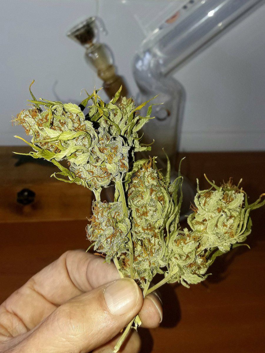 AdrycManellson's tweet photo. Mi Hada se fue, su Matinal paseo aguarda.
Y mientras el #CatCropTeam dormita, yo aquí, en la cocina de #AdrycsCove, con #NL10 #Early de @GreenbudSeeds no sé que hacer 🤔.
Así pues Verde Mundo,
A Vuestra Salud Amig@s,
Mi Boong de Ella pleno va,
#LosMejoresHumos,
Alegría y Paz.🧚‍♂️😎 https://t.co/yQKzzzWUoZ