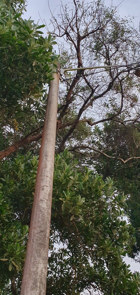 HowardHavo20's tweet photo. @AArraijan poda de arbol:
- el ultimo reporte que se fue al 311 # CAC-2020-0823148
-al llover y la brisa tira chispa y dicho 
-Nuevo Arraijan Calle 4ta por HOPSA en primera intercepcion a la derecha
@TReporta
@MiAmbientePma 
@Sinaproc_Panama
Por favor no esperemos accidente https://t.co/bri2MuShQg