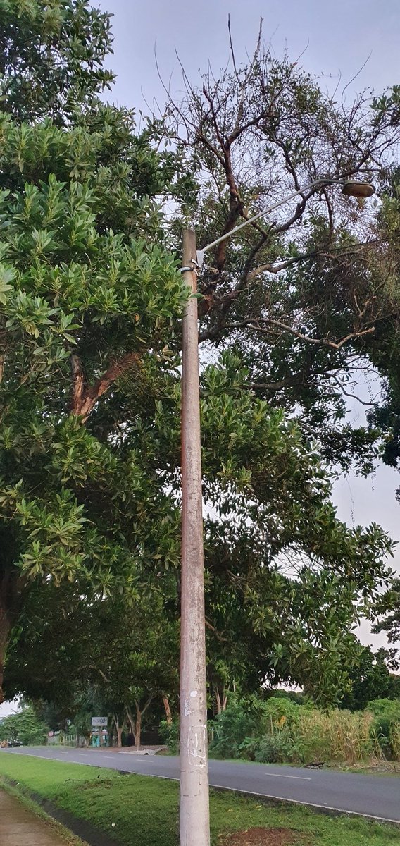 HowardHavo20's tweet photo. @AArraijan poda de arbol:
- el ultimo reporte que se fue al 311 # CAC-2020-0823148
-al llover y la brisa tira chispa y dicho 
-Nuevo Arraijan Calle 4ta por HOPSA en primera intercepcion a la derecha
@TReporta
@MiAmbientePma 
@Sinaproc_Panama
Por favor no esperemos accidente https://t.co/bri2MuShQg