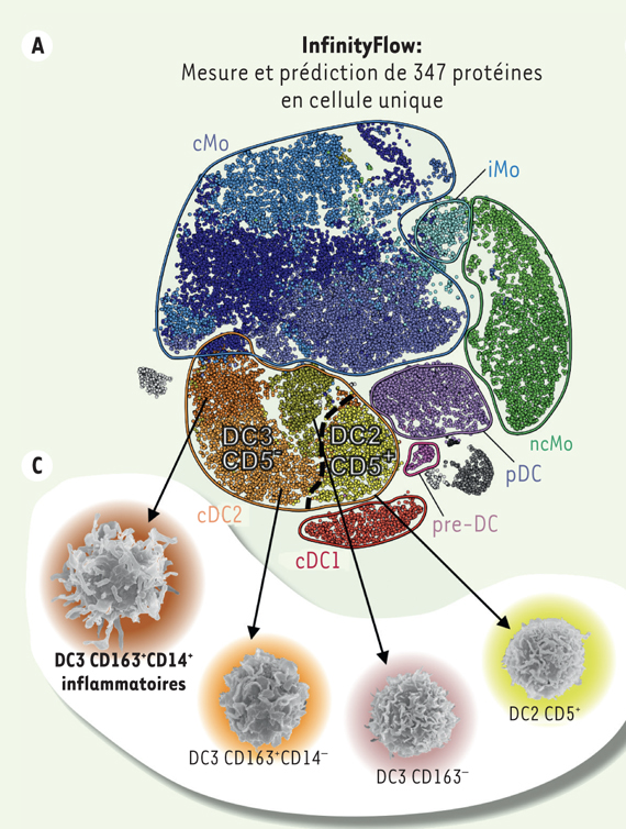 ms_MedSci's tweet photo. Découvrez comment une analyse #transcriptomique et #protéomique réalisée sur cellule unique a permis d'identifier une sous-population de cellules #dendritiques inflammatoires circulantes, impliquées dans le lupus érythémateux disséminé. https://t.co/BMDrYC9puf #OA @FGinhoux https://t.co/FL96jRVh0v