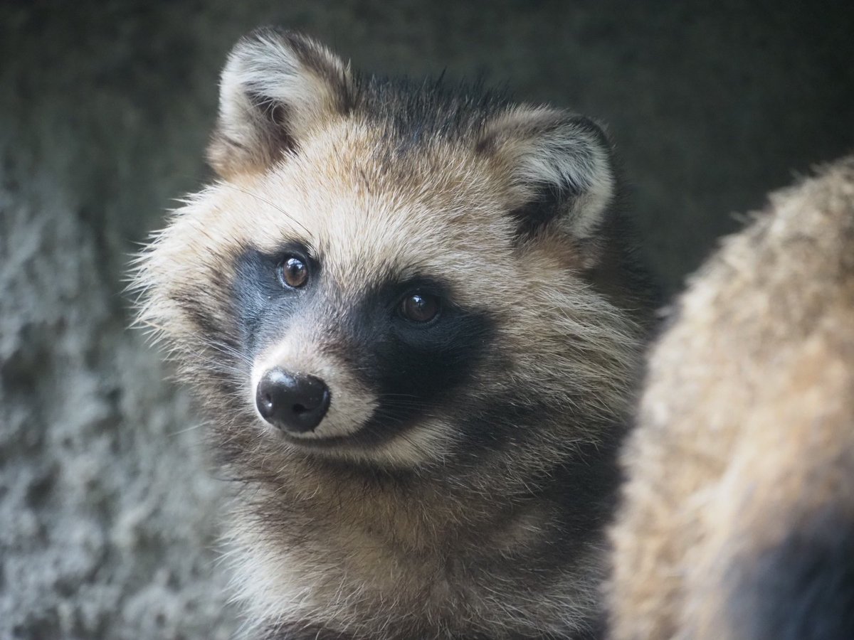 首をかしげる仕草がかわいすぎる！！！ #天王寺動物園 #ホンドタヌキ