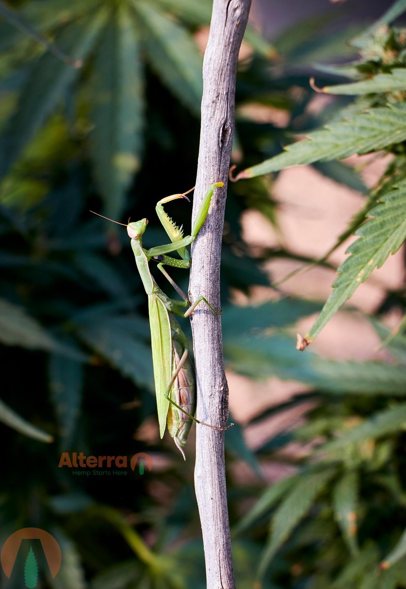 AlterraHemp's tweet photo. Nature's original IPM. These little guys are one of our best friends when it comes to managing pests in the field. #imp #pestmanagement #HempFarmer #HempGenetics #HempSeeds #AmericanHemp #CBD #Cannabis #CannabisCommunity #HempStartsHere #AlterraHemp https://t.co/iDZu1xcH42