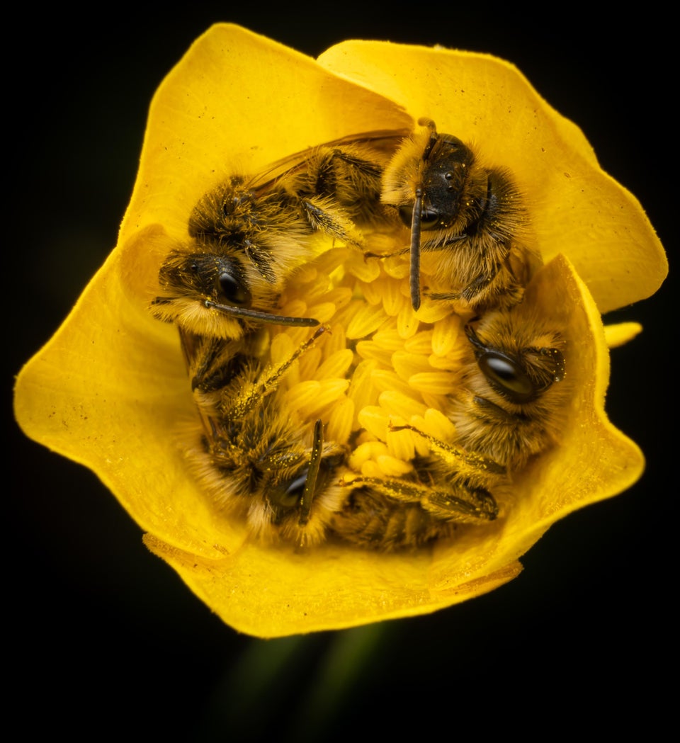 imgnaturaleza's tweet photo. Abejas echándose la siesta en una flor!! 🐝🐝🌻 https://t.co/ZZMp4fY8Lc