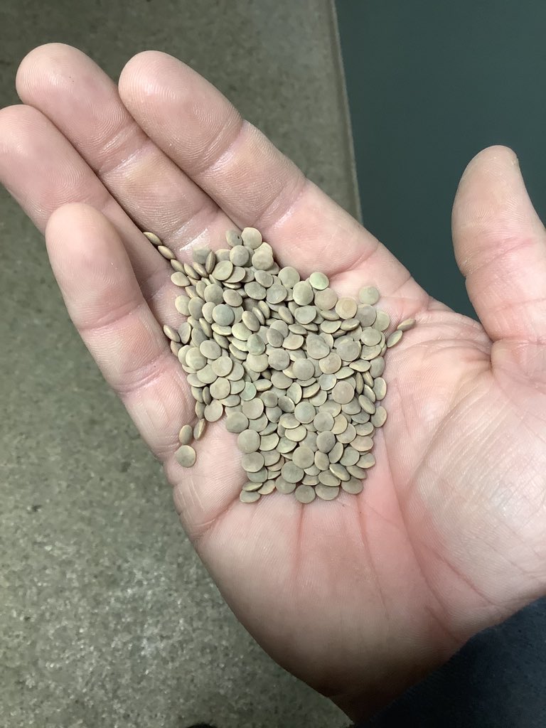 WiensSeedFarm's tweet photo. Now cleaning #CDCImpulse #lentils. Certified seed available for #plant21 https://t.co/yaAw2LvhWZ
