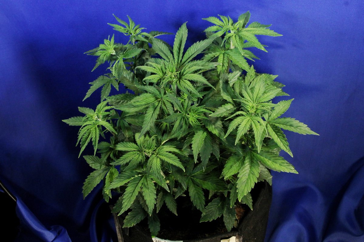 Greenseedtests's tweet photo. Hola, buenas tardes, de @KannabiaSeeds @IntKannabia, para empezar la semana con buen ánimo vamos a ver cómo va avanzando mi #Kritic_Auto una vez pasada una semana de la última vez que la enseñe, esta como veis sana y bella, en unos días la vemos otra vez cómo van esas flores. https://t.co/uv91jnvKQ6