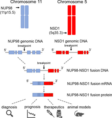 StemCellsJournl's tweet photo. Clinical and molecular consequences of fusion genes in myeloid malignancies -- a concise review

#ChromosomalRearrangement #FusionGenes #Leukemia #MyeloidLeukemia #Oncoprotein

 https://t.co/VF0ao5syO3 https://t.co/brwvn3kk1H