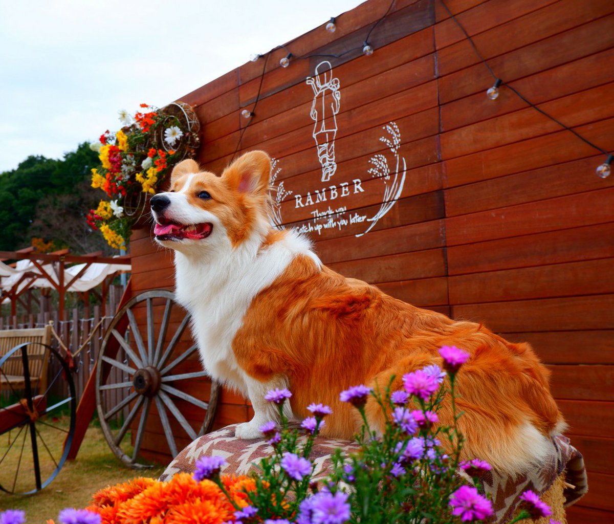 コーギー まる Pa Twitter ドッグラン行ってきましたー パックウォークもまるも飼い主も勉強になりましたー まるとても疲れてます 少しずつ犬見知りしなくなるといいなー ランバードッグフィールド Ramberdogfield 野田市ドッグラン Corgi コーギー