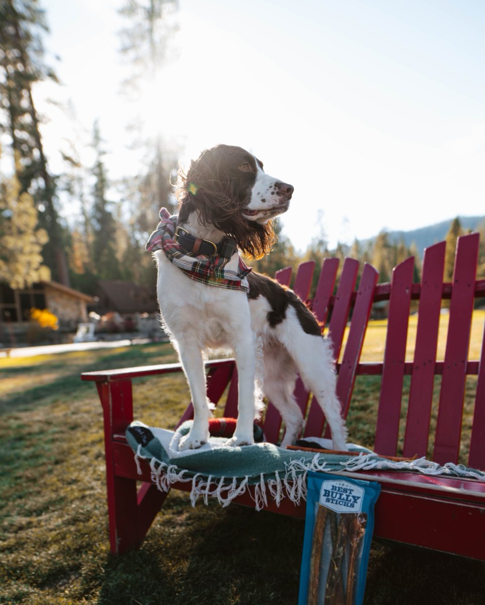 the best bully sticks