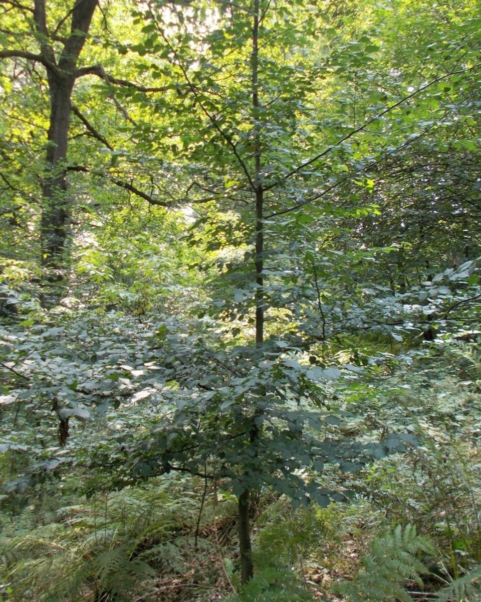 e2shareDe's tweet photo. #GerettetStattGeredet #naturnaherWald
Wir danken all unseren Unterstützer(inne)n. Auch die kleinen Taten helfen!
Informiert Euch auf https://t.co/dUKU0X9HPF über unsere neuen Waldschutzprojekte!
#e2share #waldretten #klimaschutz #naturschutz #jederbaumzählt #eachtreematters https://t.co/HbT4ulvwCN
