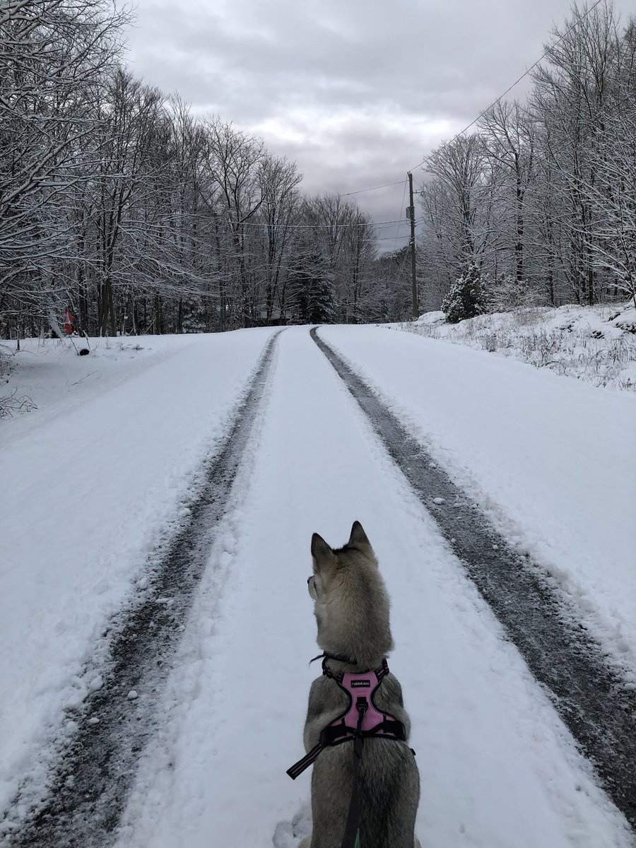 janica_e's tweet photo. Walking in a winter wonderland! 
..
.
..
.
..
.
#WinterWonderland #ItsBeginningToLookALotLikeChristmas #WinterIsHere #WeLoveSnow #WokeUpToThis  #WinterInCanada https://t.co/A9BfBlK2qg