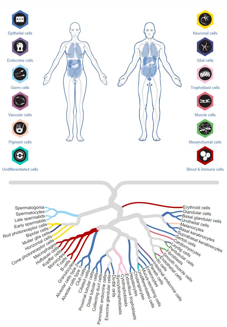 A new feature in version 20 is the Single Cell Type Atlas where it is  possible to study the expression in single cells, both at the mRNA and  protein level. https://t.co/QcsuDL571n #HumanProteinAtlas #