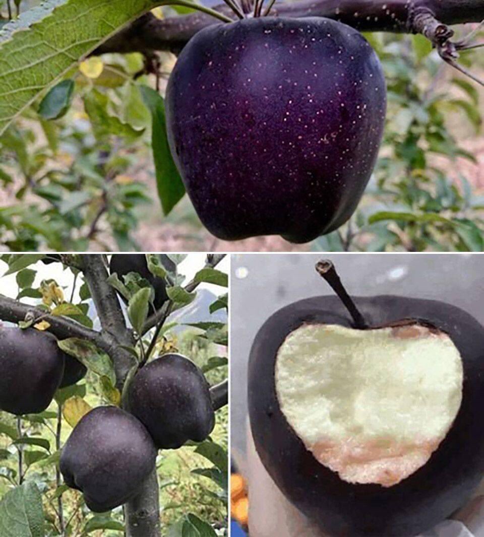 plum4science's tweet photo. We studied different apples in grade 3 this year, but I never saw this one until until today...black apples from Tibet. https://t.co/So0G6ZeFaU
