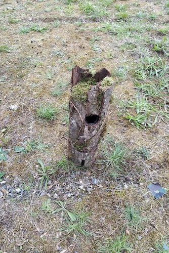 matthimon's tweet photo. In der französischen #ZAD in Notre-Dame-des-Landes hat die Polizei Überwachungskameras in nachgeahmten Steinen und Baumstämmen versteckt. Unklar ob es die CRS oder andere Behörden gewesen sind.
https://t.co/SrfpjgkagK
#NDdL https://t.co/PrycXkF3em