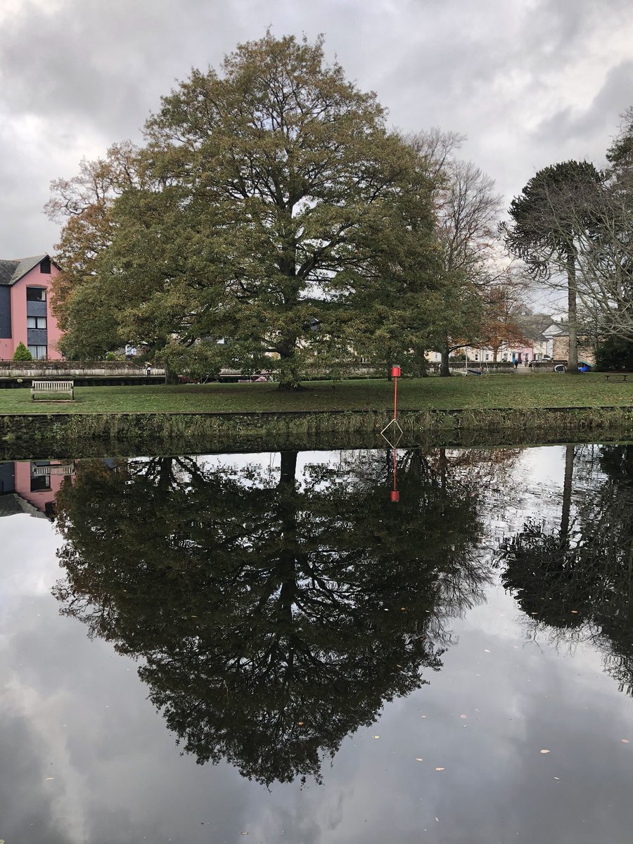 KateFurnivall's tweet photo. Stunning mirroring in #Totnes today. #upsidedowntree https://t.co/SmKXv2NRuW
