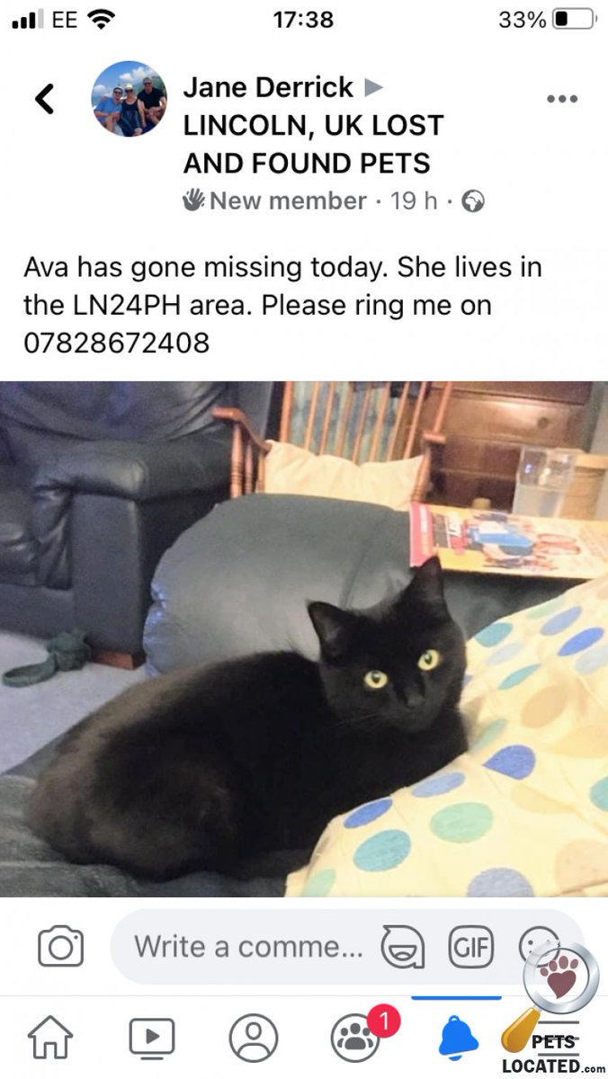 missing black cat