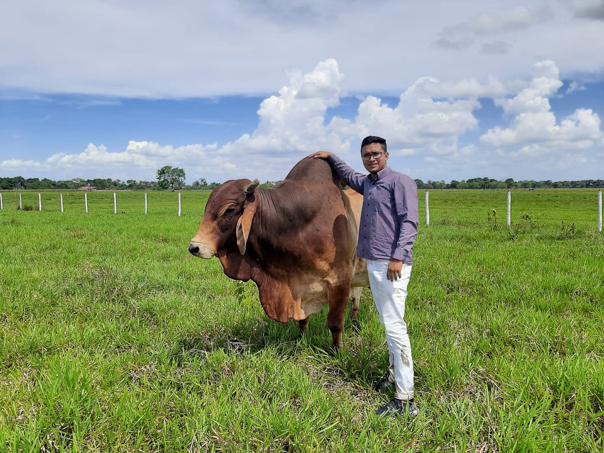 CherchioMateus's tweet photo. 🐄 https://t.co/qDv5kzHtyC