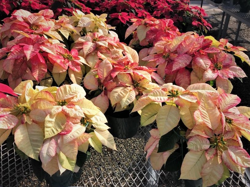 ManateeSheriff's tweet photo. Poinsettias grown by our Leading Inmates to Future Employment (L.I.F.E.) program will go on sale for $4 each starting Mon., Nov. 30 (M-F, 8-11 am & 12-2 pm) at the Manatee Co. Jail while supplies last. Proceeds benefit L.I.F.E. Checks & credit/debit cards accepted (no cash). https://t.co/CAhWpIZXIt