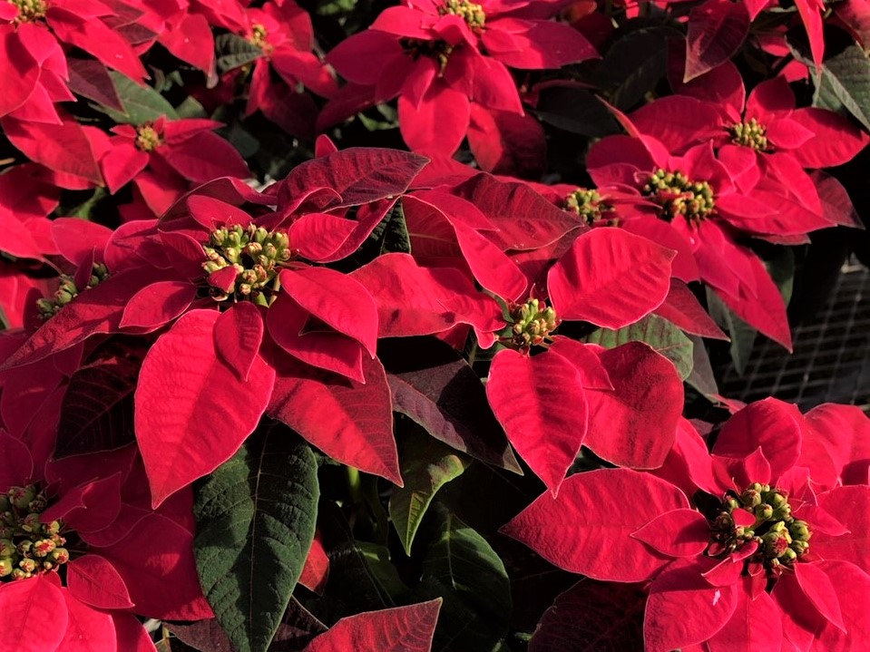 ManateeSheriff's tweet photo. Poinsettias grown by our Leading Inmates to Future Employment (L.I.F.E.) program will go on sale for $4 each starting Mon., Nov. 30 (M-F, 8-11 am & 12-2 pm) at the Manatee Co. Jail while supplies last. Proceeds benefit L.I.F.E. Checks & credit/debit cards accepted (no cash). https://t.co/CAhWpIZXIt