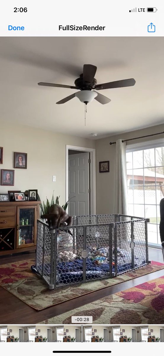 JulesMcAnulty's tweet photo. My 13 week old puppy is already rebelling🤦🏼‍♀️                                                                   A chain of events:                                            #puppy #prayforme https://t.co/HQYmIHwiRG
