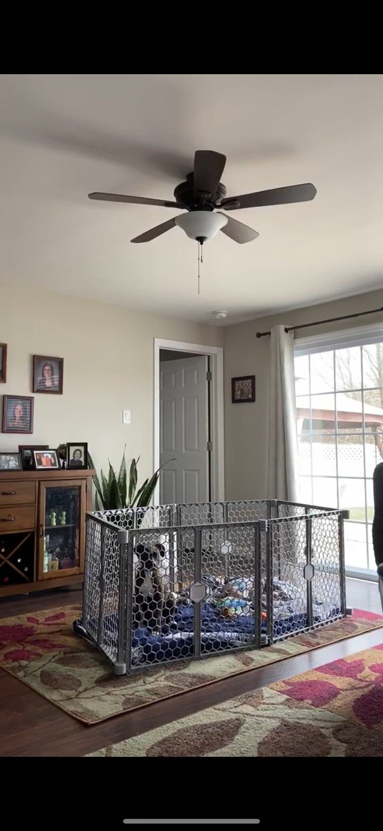 JulesMcAnulty's tweet photo. My 13 week old puppy is already rebelling🤦🏼‍♀️                                                                   A chain of events:                                            #puppy #prayforme https://t.co/HQYmIHwiRG