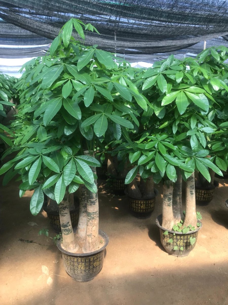 nature (@71jet0guqboxuag) on Twitter photo 