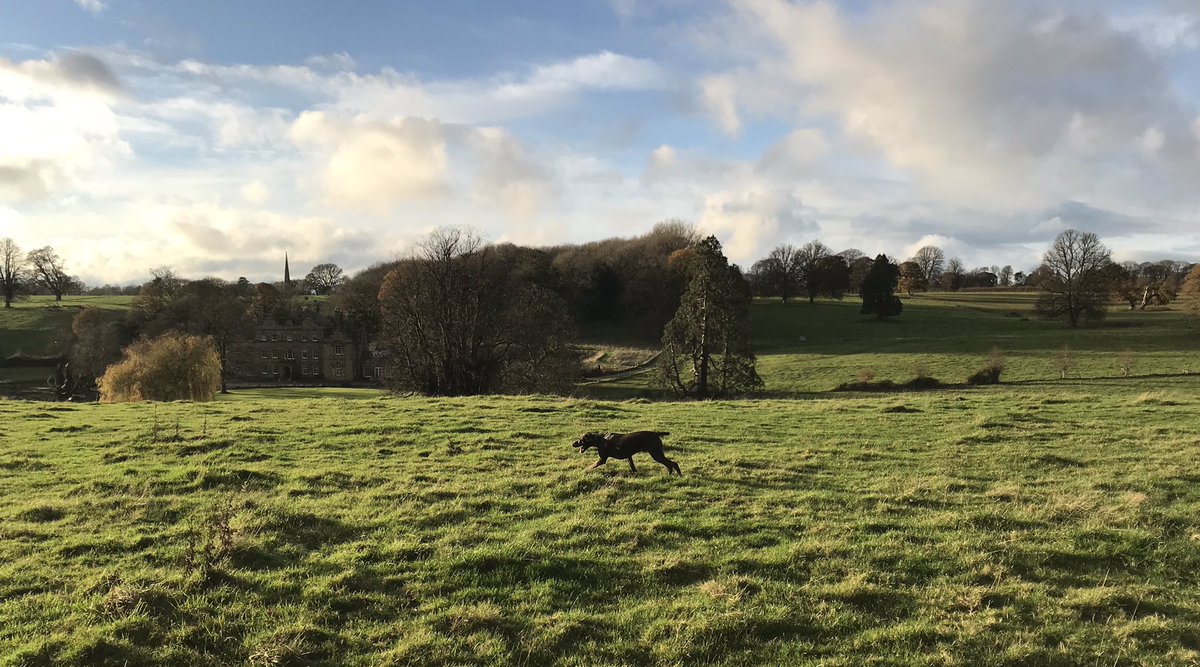 EmmaFord_1's tweet photo. Still in limbo tonight regarding which tier we will be placed in .... but at least one thing is certain we are definitely reopening next Wednesday. Basil will miss his super long daily walks but we will be very pleased to be earning a living again https://t.co/0VpBUuQHXJ