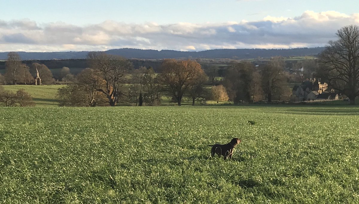 EmmaFord_1's tweet photo. Still in limbo tonight regarding which tier we will be placed in .... but at least one thing is certain we are definitely reopening next Wednesday. Basil will miss his super long daily walks but we will be very pleased to be earning a living again https://t.co/0VpBUuQHXJ