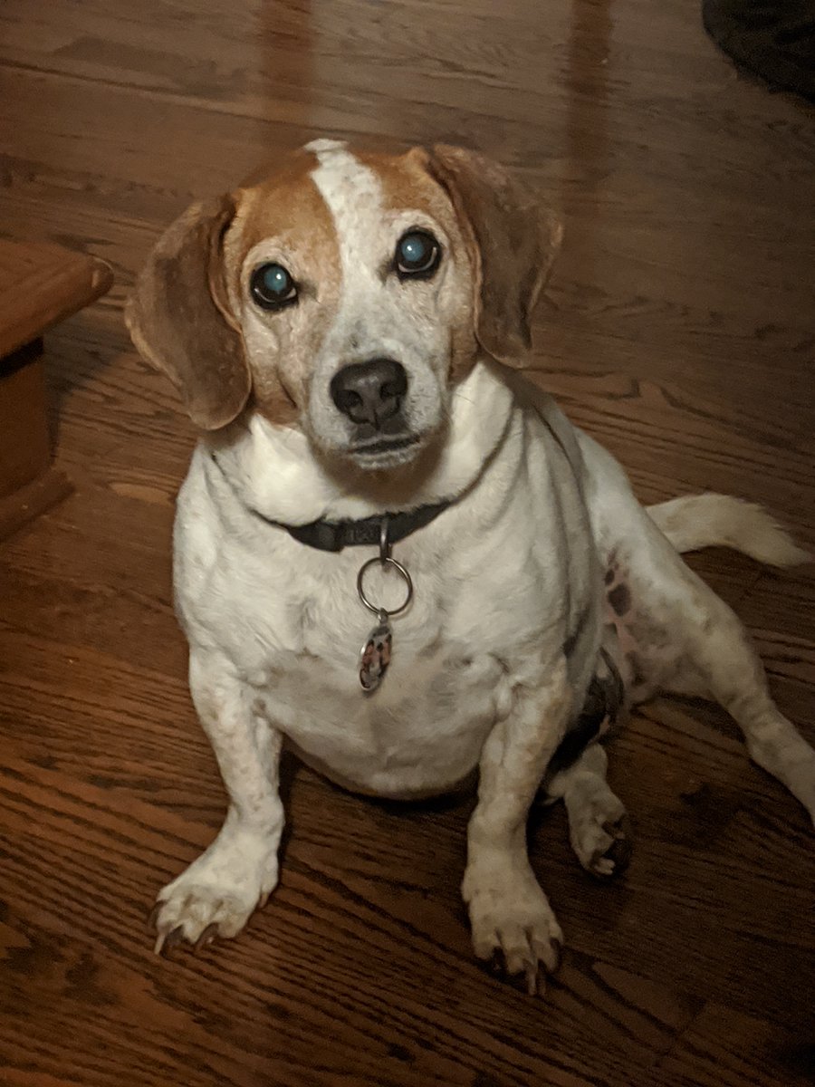 reachwriter's tweet photo. Happy #Woolfenoot. Here's a picture of my old dog... https://t.co/SIuBe8OtSs