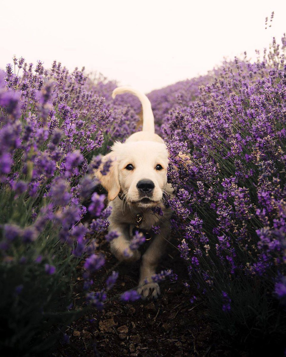 DailyCutest tweet picture