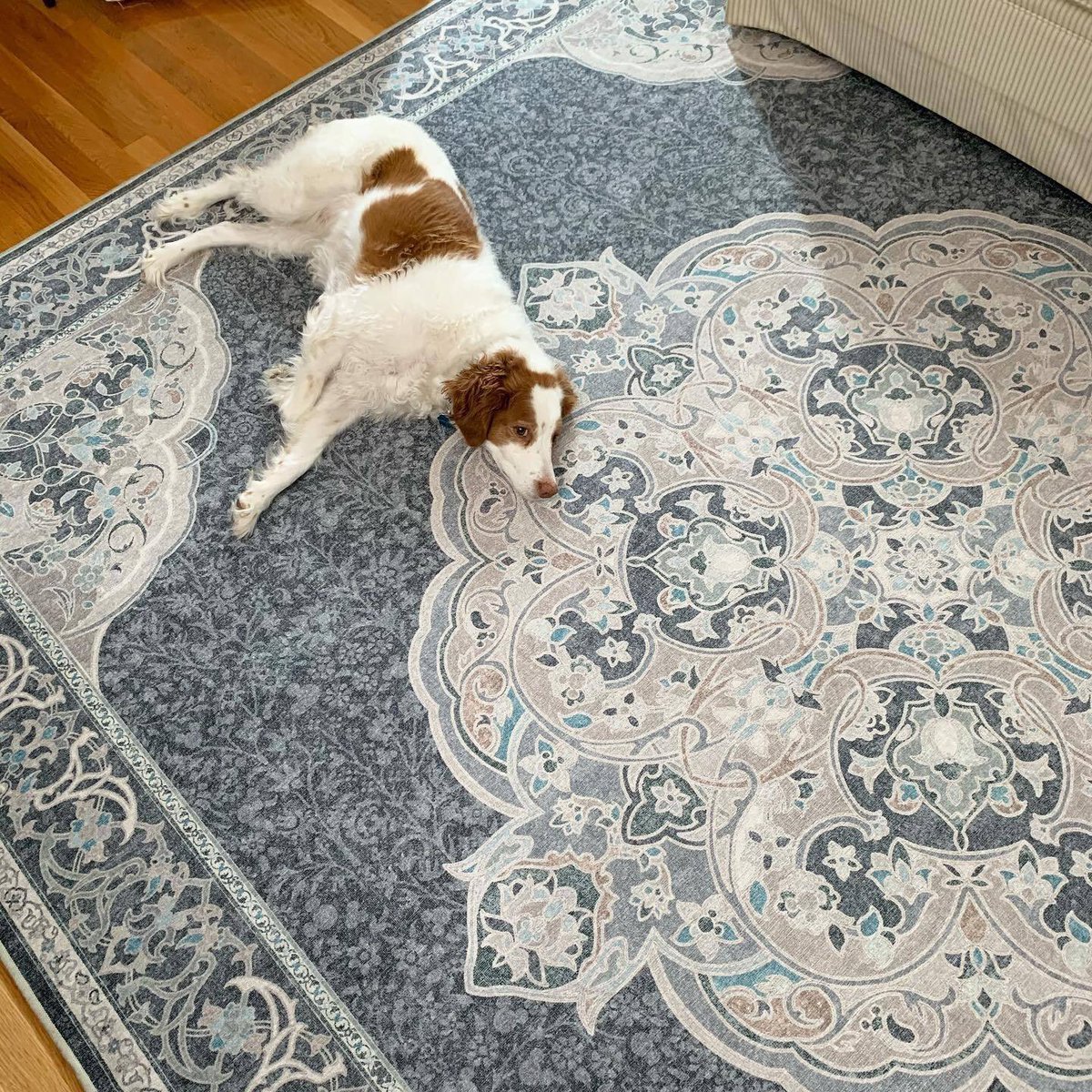 Ruggable's tweet image. 🎉FREE RUG ALERT🎉 To show our thanks for all of you, we’re giving away a Ruggable Rug!*
⬇️⬇️⬇️
To enter:
~ Follow us
~ Retweet this post
~ Obsessively check our Twitter on 11/26 to see who won!
—
*U.S. only
Not sponsored, endorsed, administered, or associated with Twitter.