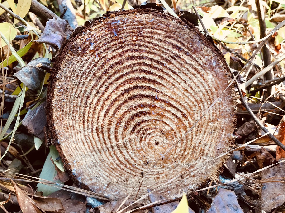 PLTgeorgia's tweet photo. What is this tree’s story? Can you tell how old it was? Which side got more sun? Which years did the tree see more growth than others? #treecookie https://t.co/nBwGDperkQ