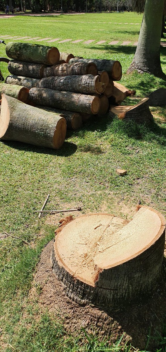 iranrosa's tweet photo. A quantidade absurda de palmeiras recentemente cortadas no Parque Farroupilha não te incomoda? https://t.co/Nh6QaBwj4p