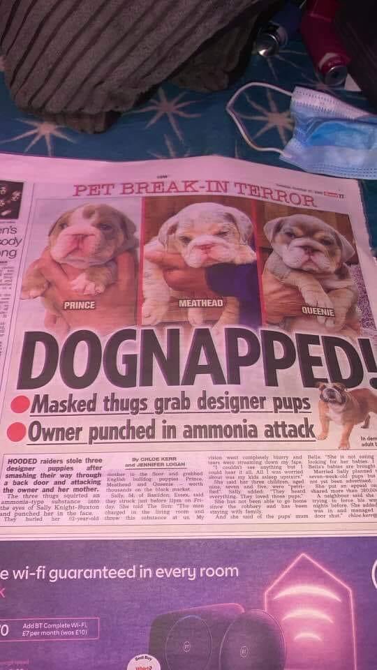 veryluckypugs's tweet photo. 🆘🆘❤️🆘🆘 3 puppy Bulldogs have been stolen from their home in Vange, Basildon SS16 on Friday 23rd September.
3 men broke into their house whilst the owners were at home. Owners were assaulted and puppies were taken.
Please share and help us to re-unite them.
Thank you 🙏🏻 https://t.co/jbUotSiHFr