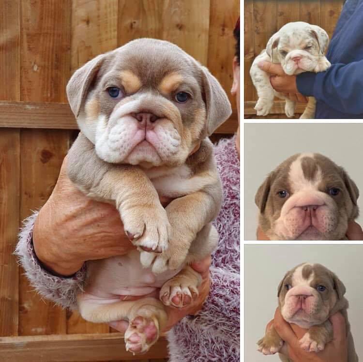 veryluckypugs's tweet photo. 🆘🆘❤️🆘🆘 3 puppy Bulldogs have been stolen from their home in Vange, Basildon SS16 on Friday 23rd September.
3 men broke into their house whilst the owners were at home. Owners were assaulted and puppies were taken.
Please share and help us to re-unite them.
Thank you 🙏🏻 https://t.co/jbUotSiHFr