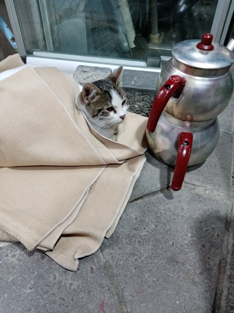 lipirik's tweet photo. Bir sokak kedisini ısıtmaya çalışıyorumdur🐾🐈 https://t.co/ZVw1d2I7Gb