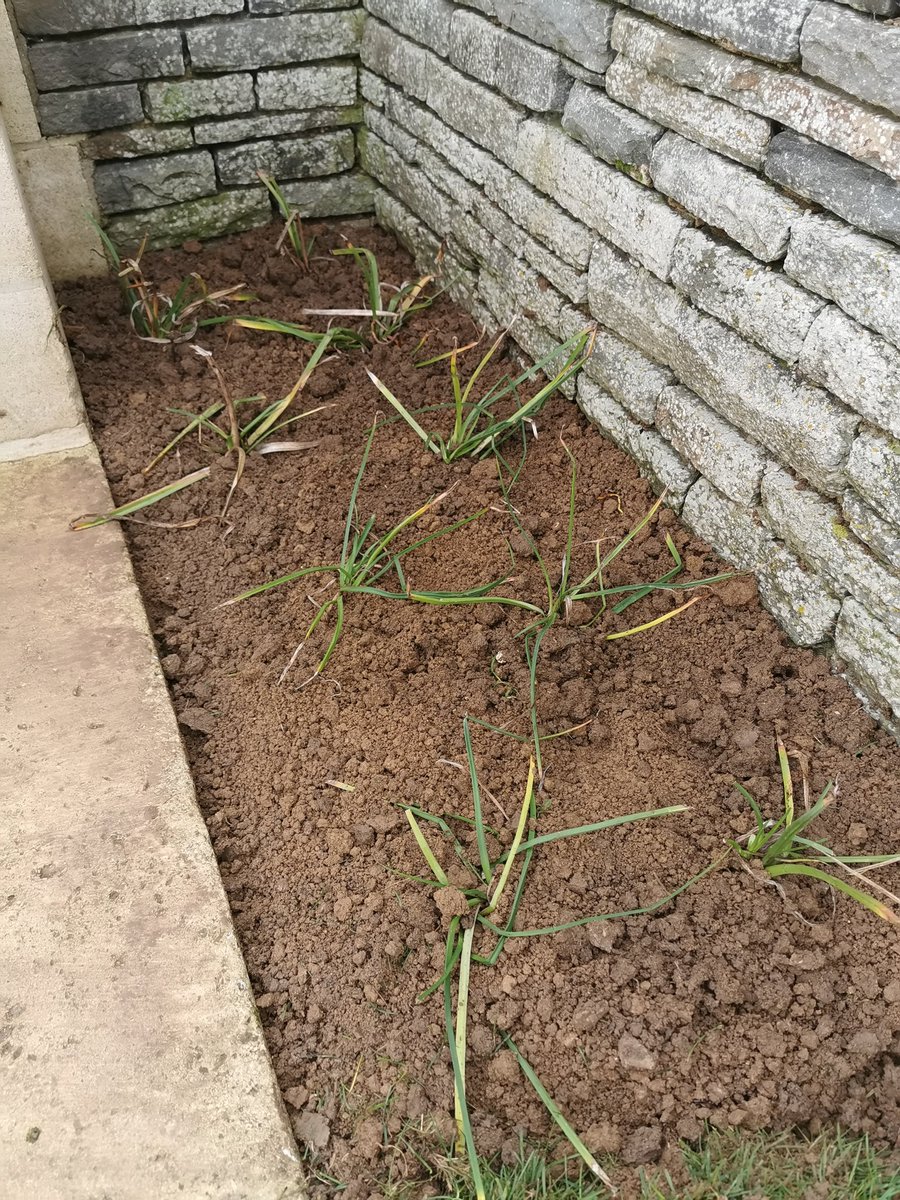 SamuelRebeille2's tweet photo. Renovation of plantations #SucrerieBC @CWGC https://t.co/zTihEPiwrY