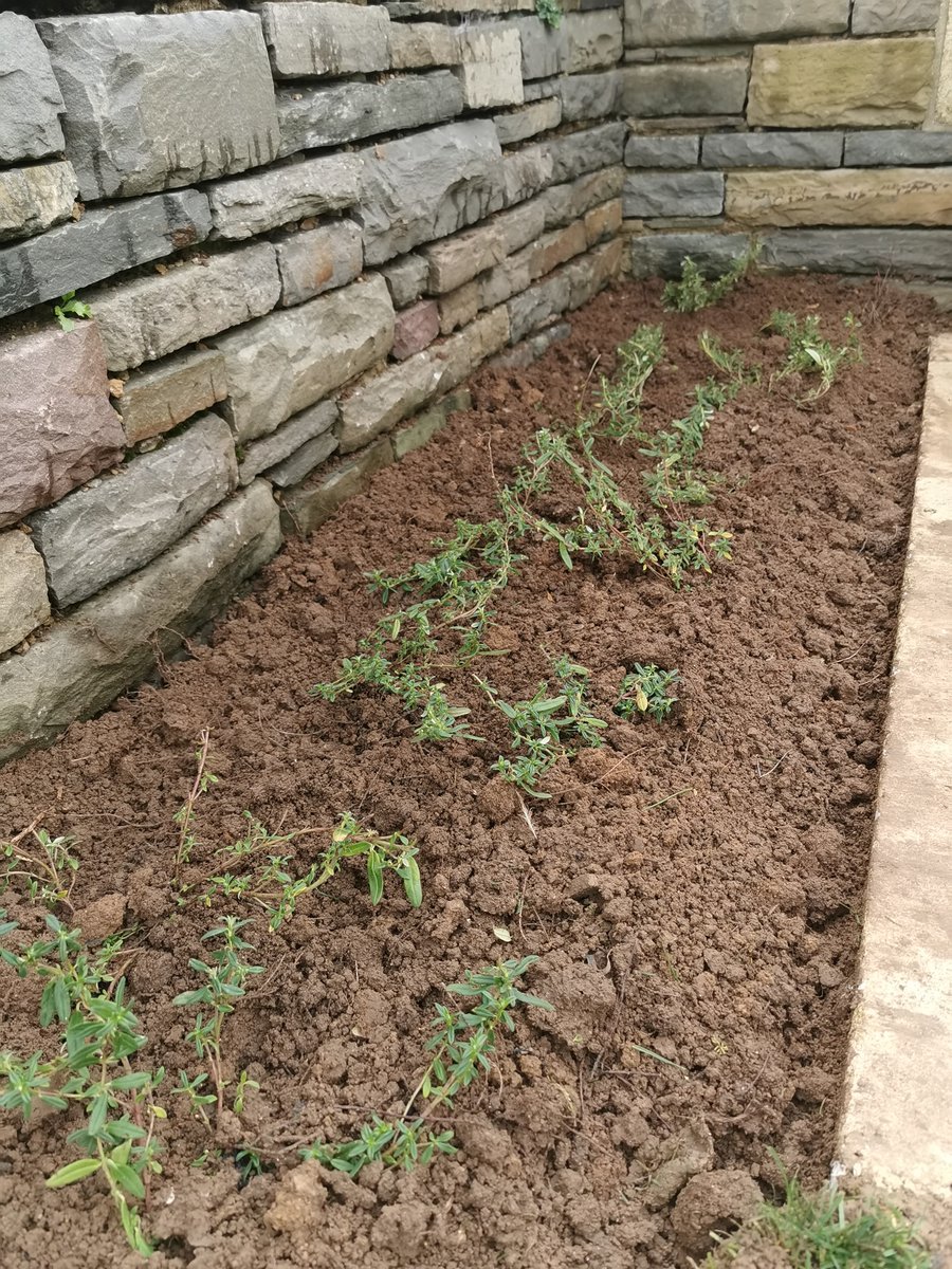 SamuelRebeille2's tweet photo. Renovation of plantations #SucrerieBC @CWGC https://t.co/zTihEPiwrY
