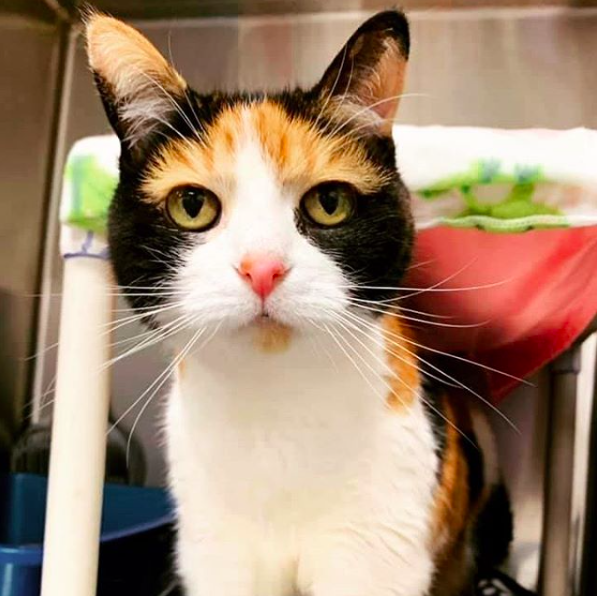 4ecoservices's tweet photo. Sadie is waiting to find her new home!

If you’re interested in adding this fur baby to your family, reach out to @KCPetProject. https://t.co/YuigiA2SIC