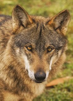 EQUOAnimales's tweet photo. Que no te cuenten cuentos, ¡sin lobos no hay paraíso!.
@mitecogob @Teresaribera exigimos que el lobo sea especie protegida ya.
#TeresaProtegeAlLobo 🙏🏽 🐺 https://t.co/egHVPeKWkb