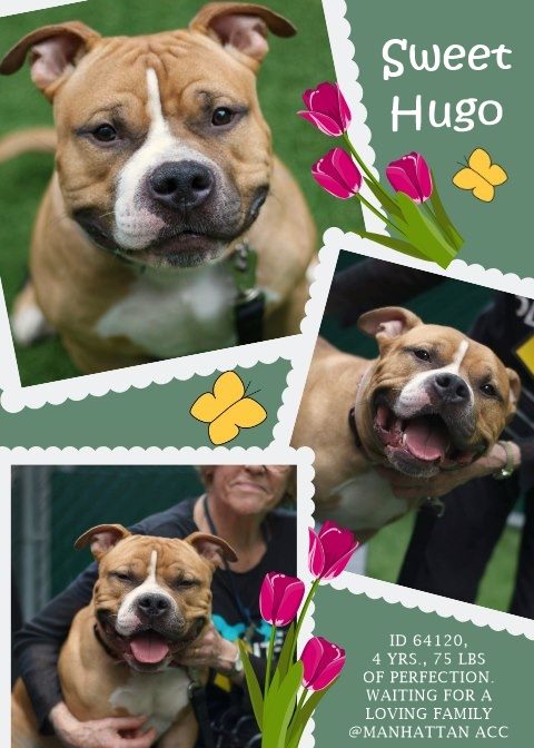 NMBewitched's tweet photo. 💉💉💉Hugo💉💉💉
NYCACC #64120
11/24 NOON💉
➖24 Hours
NO Stipend, NO Video Means 🎯
Social Friendly a Player😏
Frustrated😞 
Needs Exercise Diet Long Walks
No Children
Trained
#TeamAnimal They do not think we can SAVE him
#Pledge #Share #Foster 4 #Rescue
Look at this Face LIFE https://t.co/nd1BHVIRJp
