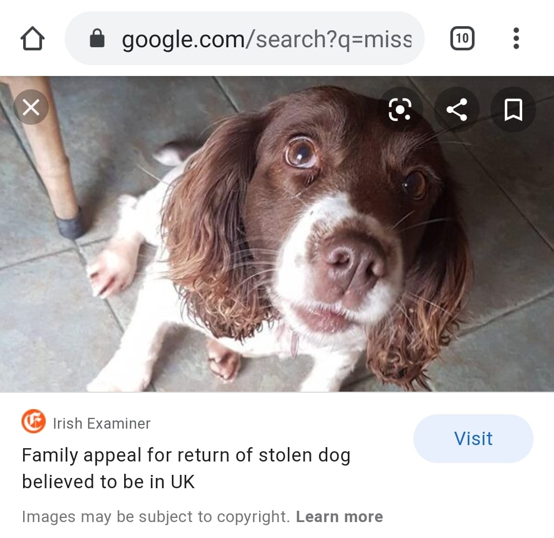 The_Animal_Team's tweet photo. 🆘PLEASE PLEASE LET MOLLY COME HOME FOR CHRISTMAS! LARGE REWARD🆘https://t.co/QUDysrsvvV https://t.co/pgADzamh3g #MissingMolly #HomeForChristmas  #Stolen #dogs #dogsoftwitter https://t.co/dTsfw1RWH0