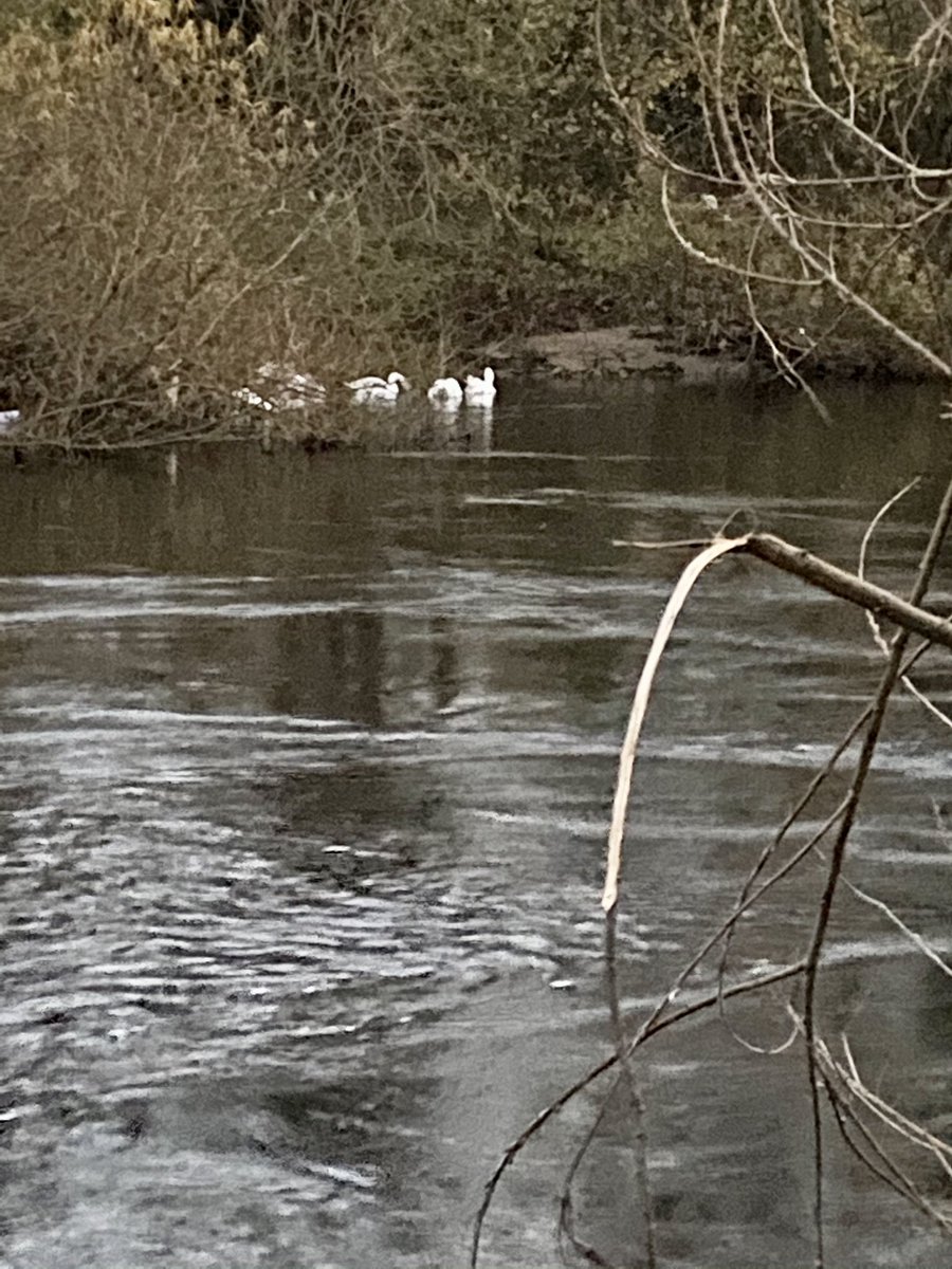 Loved my 7am swim with the swans, even thought it was only 2c this morning #wildswimming #swimming #riverwharfe #7am #lovinglife #livinglifetothefullest #2c #wildwaterswimming #swans #earlymorning #earlymorningswim instagram.com/p/CH8bA1mHWzM/…