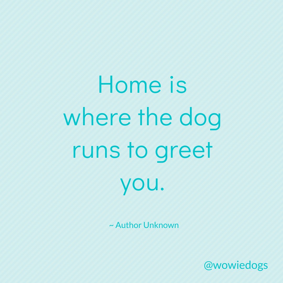 wowiedogs's tweet photo. With a big slobbery kiss and a wag of the tail! π πΆ
πΎ
#doglove #gooddog #quotes #dogquotes #wowiedogs https://t.co/ozLRJU3v8w