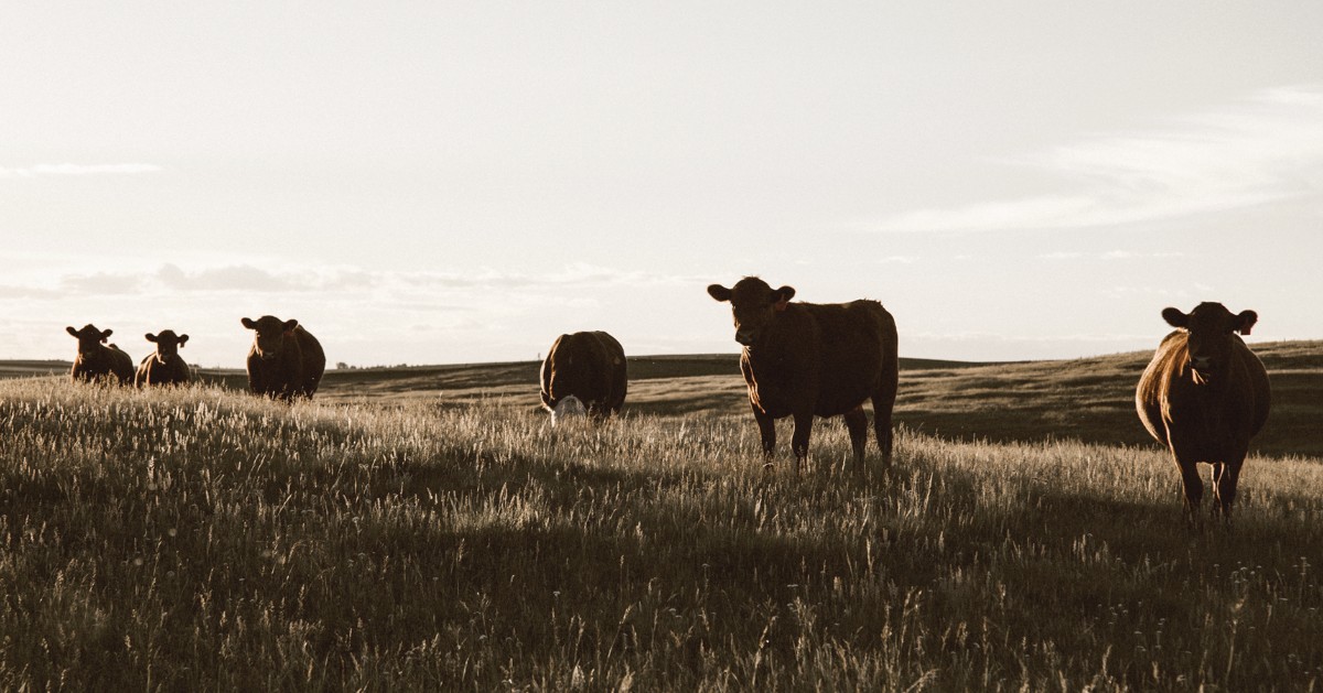 Did you know SUPERU can outperform ammonium nitrate? See how ranchers are using SUPERU to defend against nitrogen loss and increase their hay and forage yields. ow.ly/kD9J50C97MW