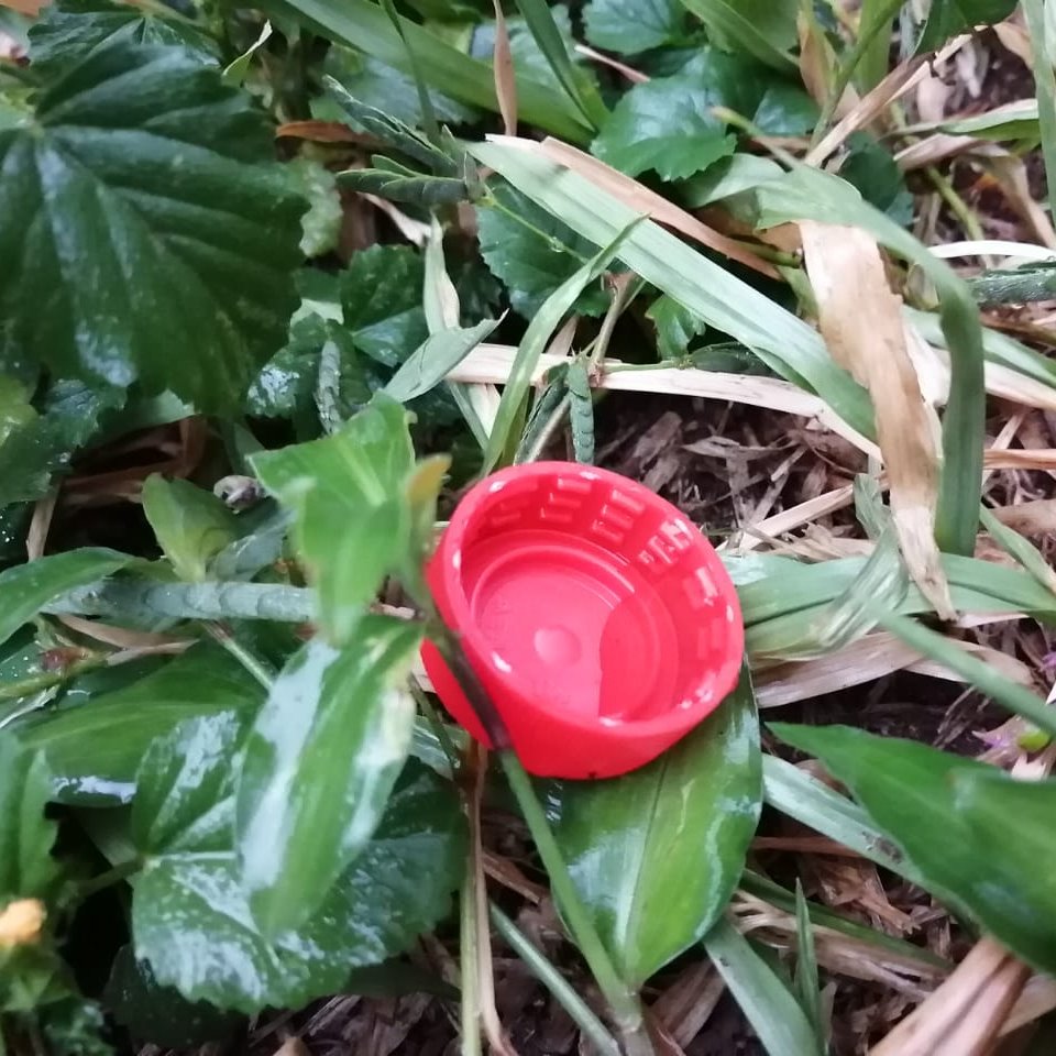 vigisaludpy's tweet photo. 🦟Los mosquitos solo necesitan una pequeña cantidad de agua para depositar sus huevos. Un huevo tarda una semana en convertirse en mosquito adulto.
Combatí el #dengue: eliminá con la basura todo objeto en desuso que pueda acumular agua: tapitas, botellas, envases #PySinCriaderos https://t.co/r1zqRkfQp9