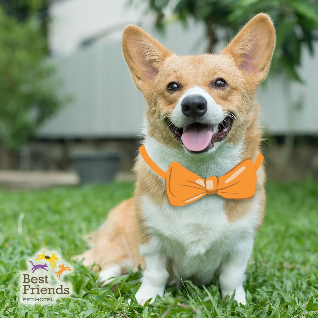 hobland pet hotel and spa