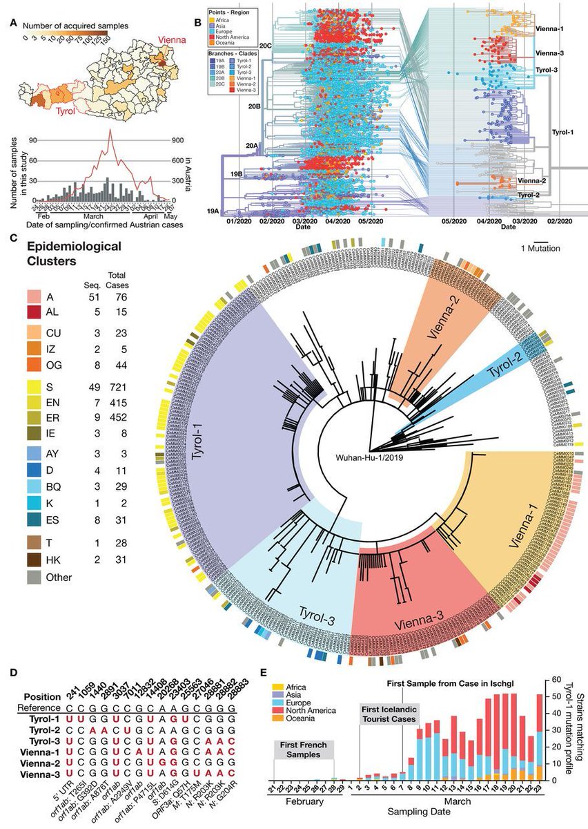 ScienceMagazine's tweet photo. A new interdisciplinary study in @ScienceTM unveils novel insights into the mutational dynamics and transmission properties of #SARSCoV2 in Austria, an early hub of transmission within Europe. https://t.co/Qx2dbGU0n2 @CeMM_News @abergthaler @Alex_M_Popa #Coronavirus https://t.co/rZ8Q80vnab