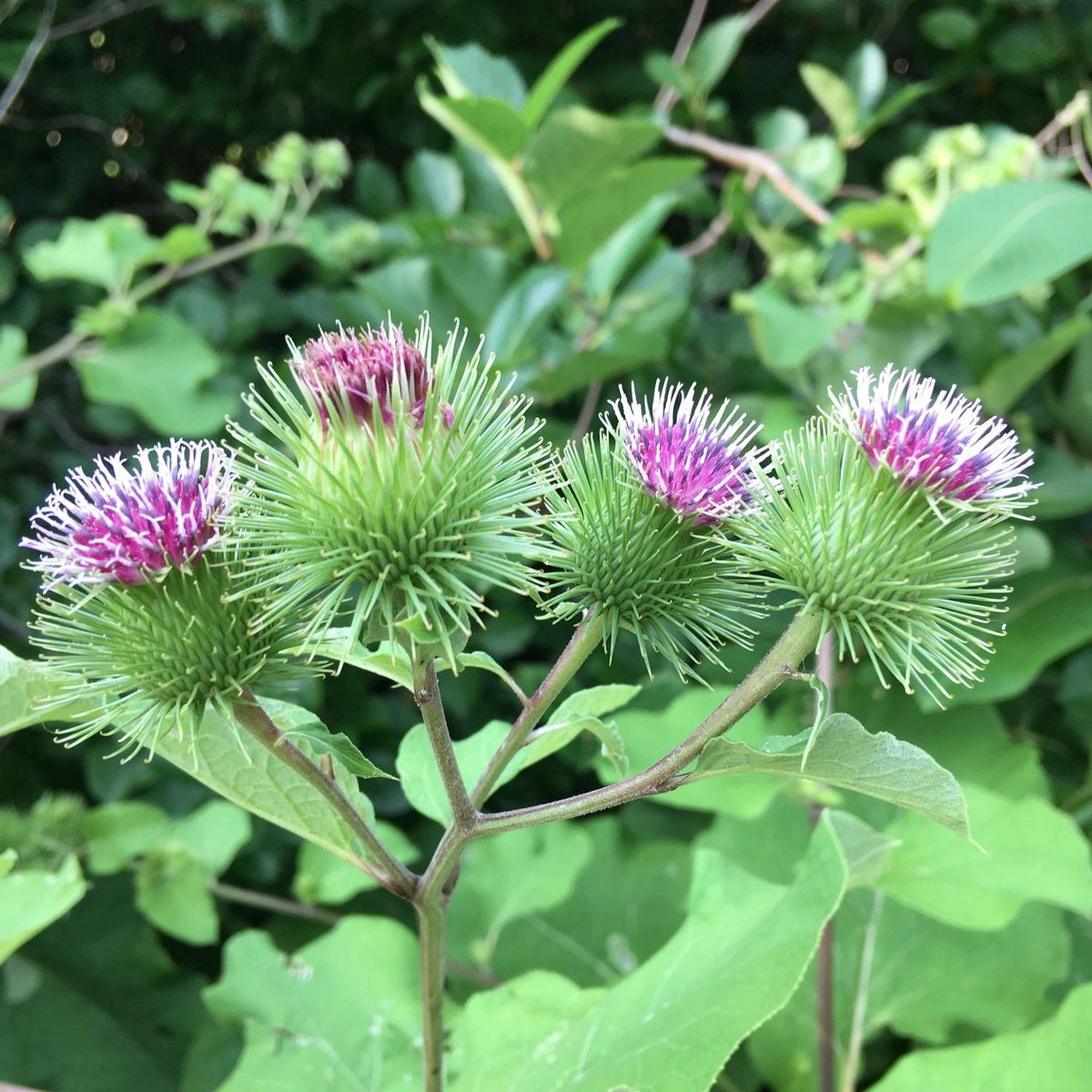 dictionarypod's tweet photo. Spiky #burdocks!
#burdock #plant #plants #thedictionary #smartereveryday #words #wordnerds #intelligence #knowledge #podcast #dictionary #wordnerd #podcasting #books #geek #geeky #learn #nerd #smart #wordoftheday #book #word #dailypodcast https://t.co/LapGcxLsDO